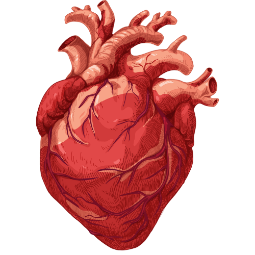 Human heart